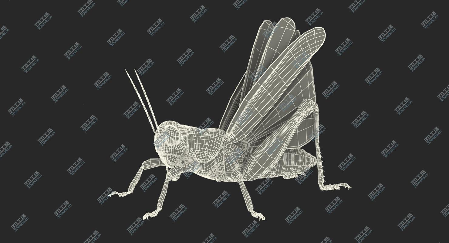 images/goods_img/202104092/3D Grasshopper with Fur Rigged model/5.jpg